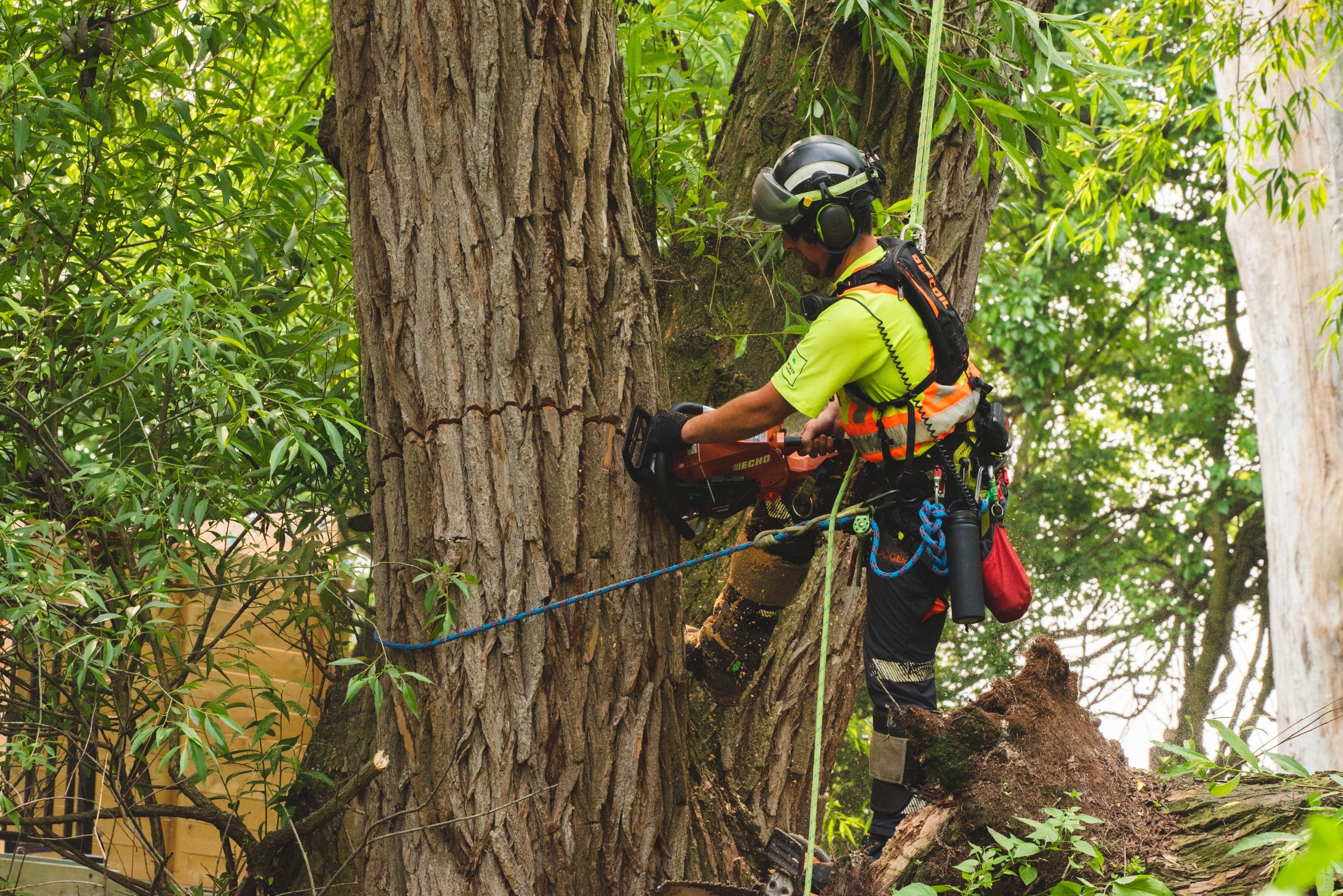 Professional arborist climbing and rigging a large tree