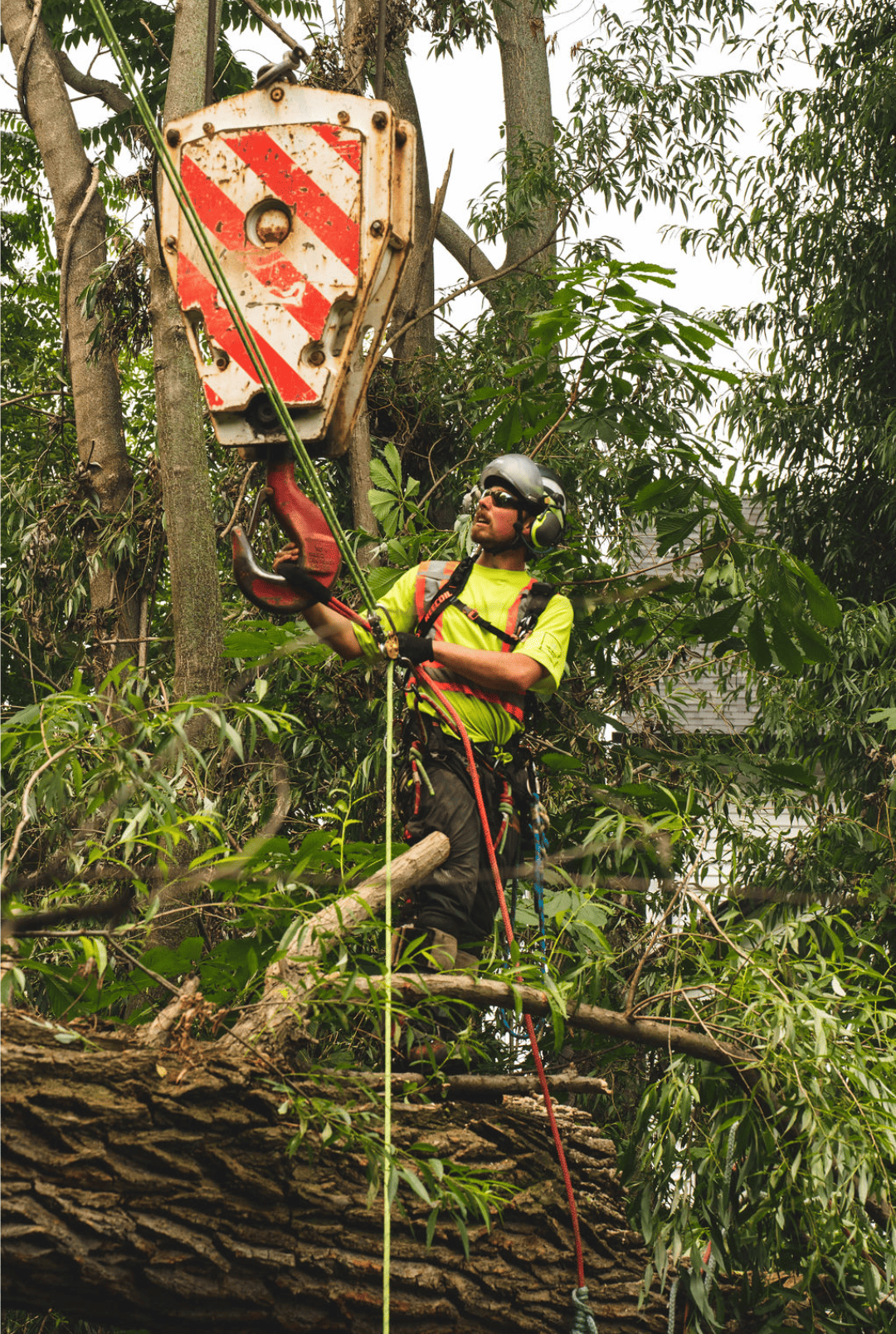 Professional arborist climbing and rigging a large tree