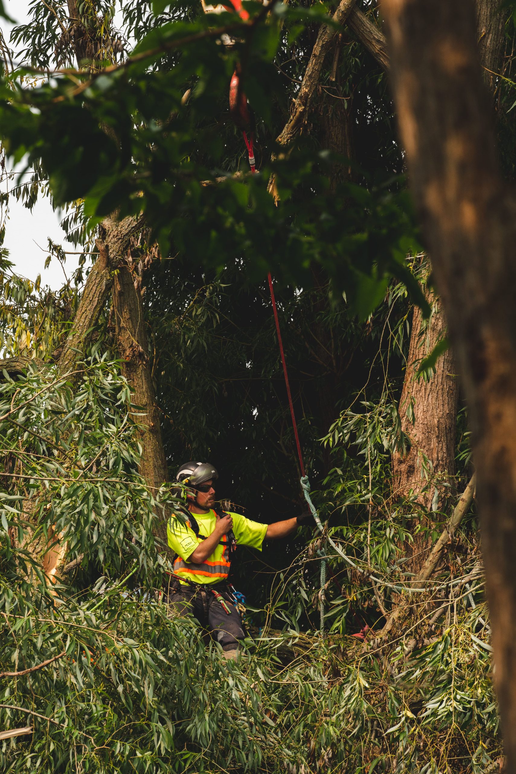 Arborist using a chainsaw to prune high tree branches in