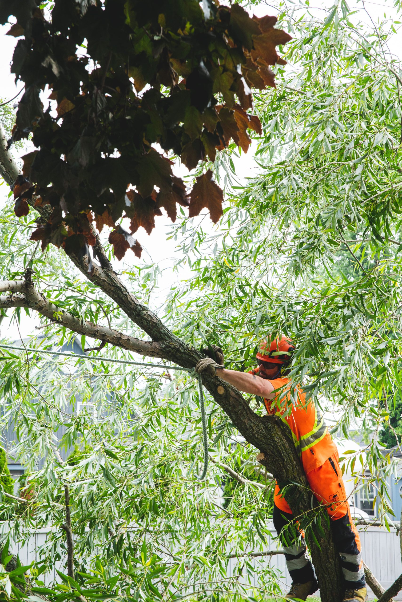 Crane-assisted Tree Removal of large residential tree section.