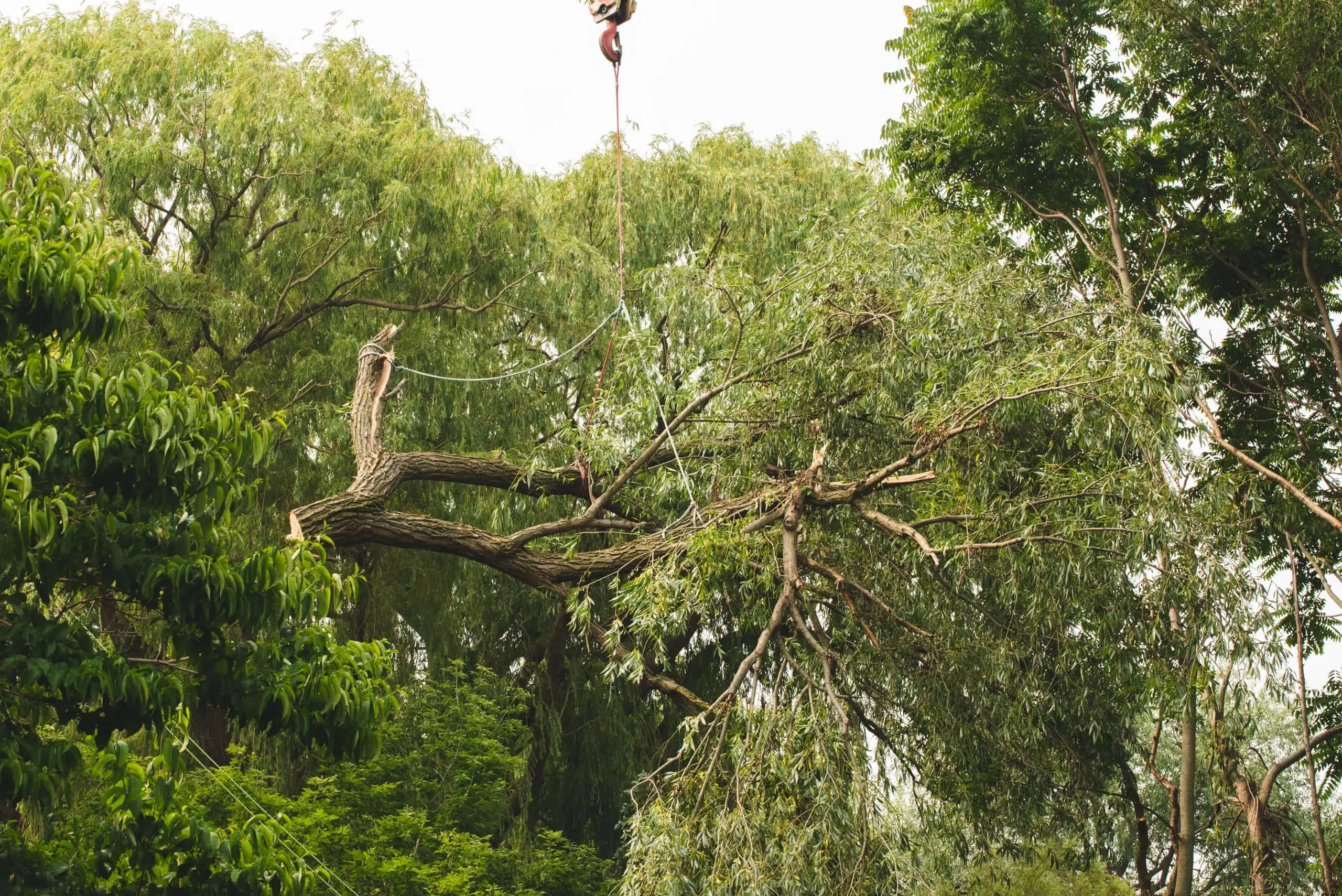 Tree Trimming & Pruning in St. Catharines, Niagara Falls & Welland