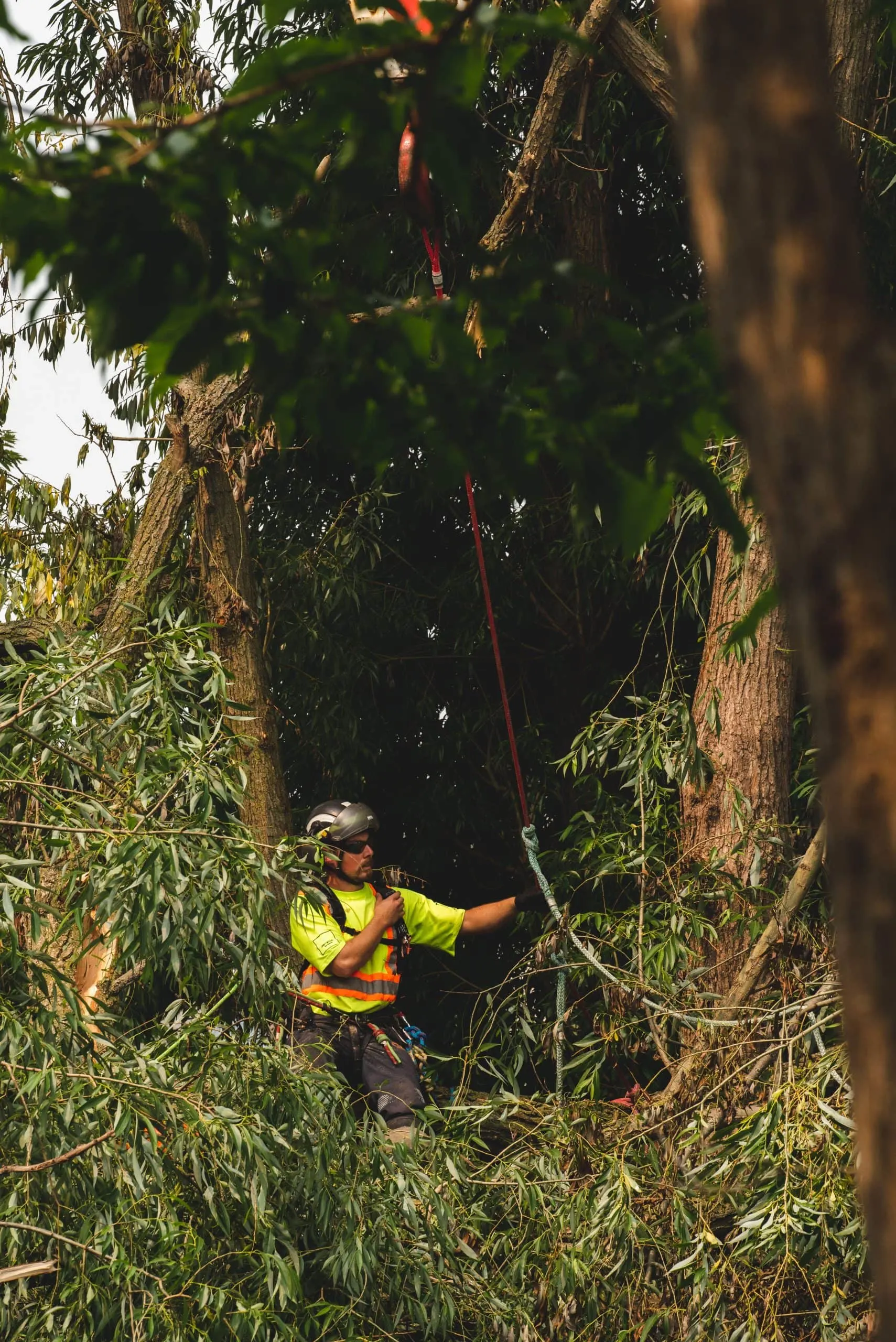 driftwood tree service expert do the tree inspection