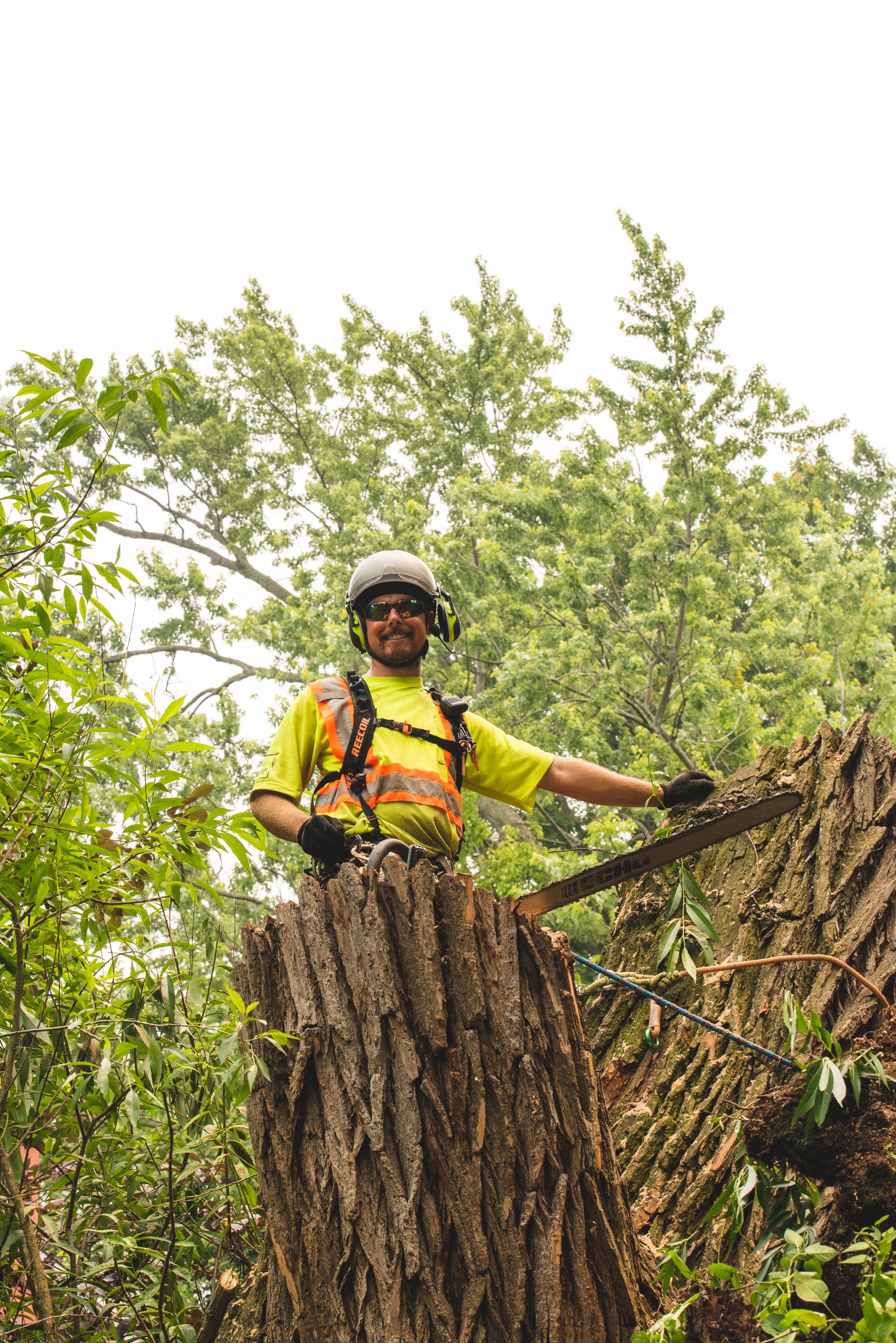Tree Removal Lincoln, ON 
