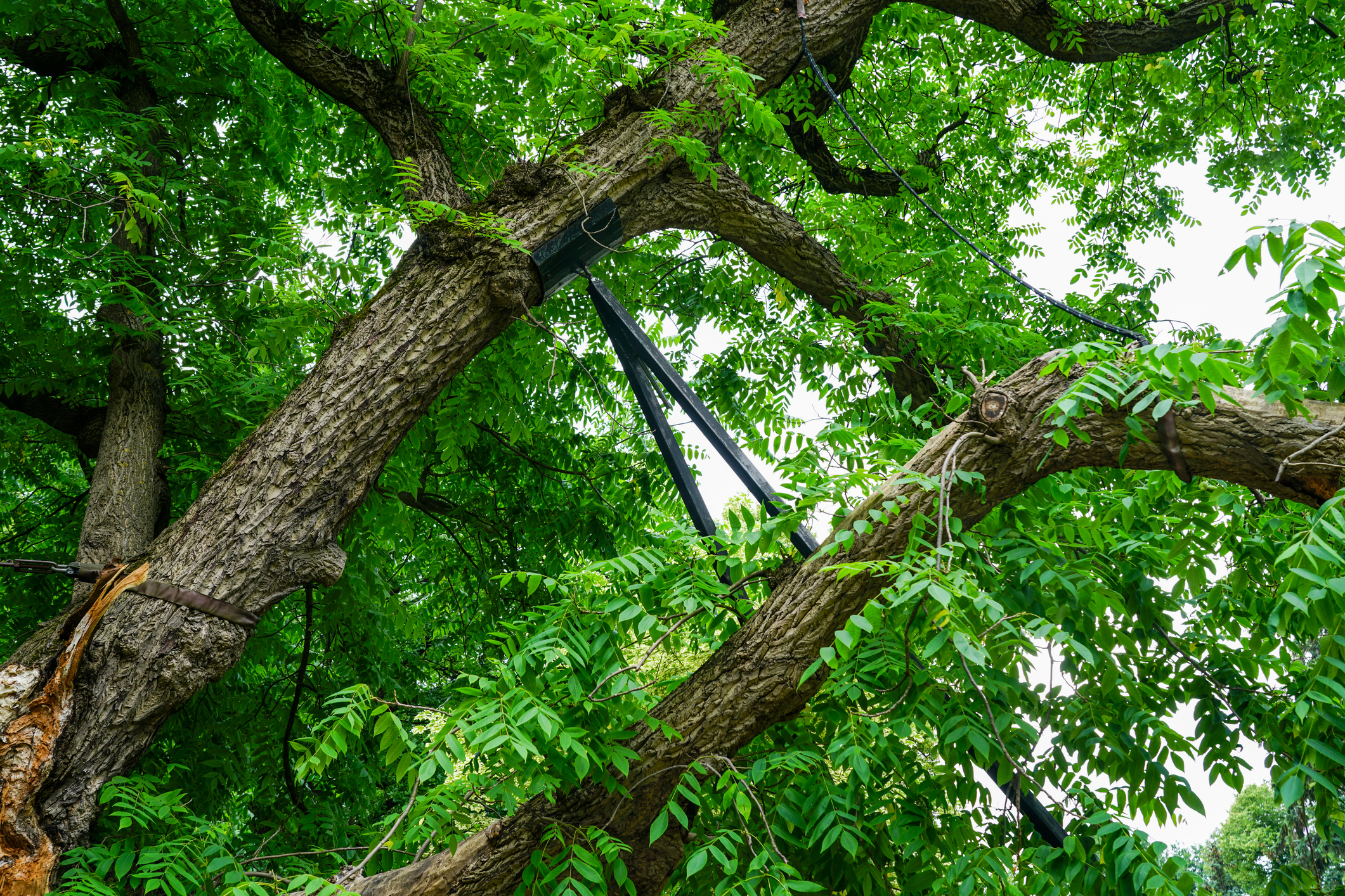 An arborist in full gear, strapped in and sawing a branch